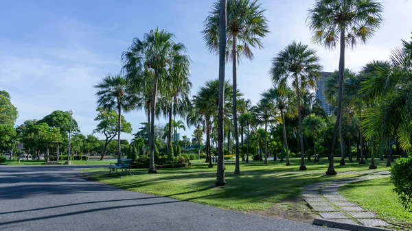 Paysage Jardin Tropical Palm Sur Pelouse Herbe Verte Siège Extérieur — Photo