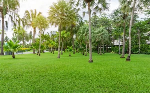 Palmträdgård Grön Gräsmatta Molnig Himmel God Vård Underhåll Landskap Offentlig — Stockfoto