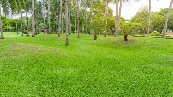 Palmträdgård Grön Gräsmatta Molnig Himmel God Vård Underhåll Landskap Offentlig — Stockfoto