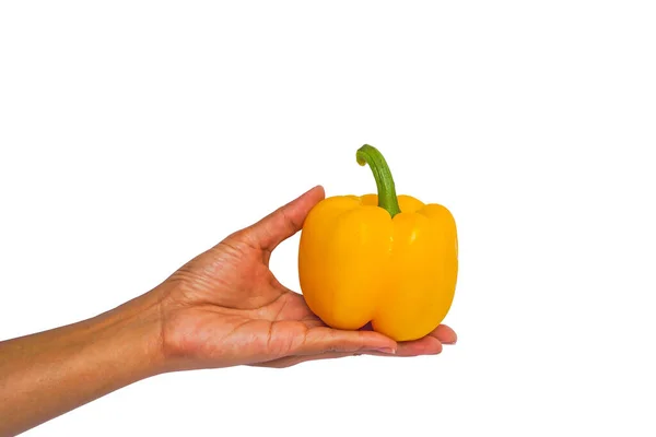 Fresh Yellow Sweet Pepper Bell Peppers Tan Skin Hand Womam — Stock Photo, Image