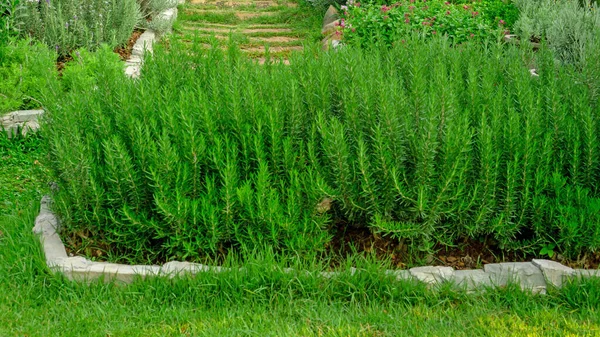 Δεντρολίβανο Αρωματικό Βότανο Είναι Βρώσιμο Ξυλώδες Πολυετές Φυτό Στην Παραδοσιακή — Φωτογραφία Αρχείου