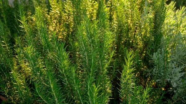 Rosemary fragrant herb is edible woody perennial plant in traditional English cottage backyard planting sensory garden under sunlight morning in charming and good mainternance landscaping