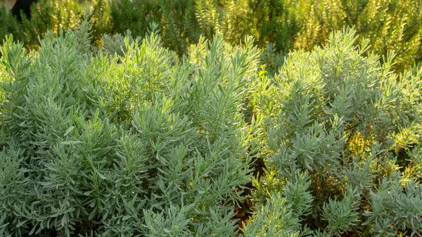 Hierba Fragante Lavanda Una Planta Perenne Leñosa Comestible Patio Trasero — Foto de Stock