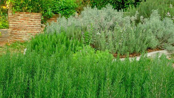 Hierba Fragante Del Romero Una Planta Perenne Leñosa Comestible Jardín — Foto de Stock