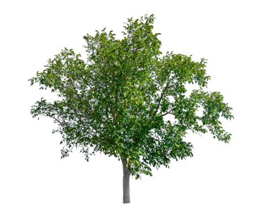 Yeşil ağaç yalıtılmış, her zaman yeşil olan yapraklar, kesme yolu ile beyaz arka planda kesilmiş bitkiler.