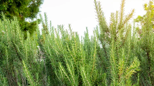 Δεντρολίβανο Αρωματικό Βότανο Είναι Βρώσιμο Ξυλώδες Πολυετές Φυτό Στην Παραδοσιακή — Φωτογραφία Αρχείου