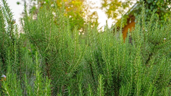 Rosemary fragrant herb is edible woody perennial plant in traditional English cottage backyard planting sensory garden under sunlight in charming and good mainternance landscaping