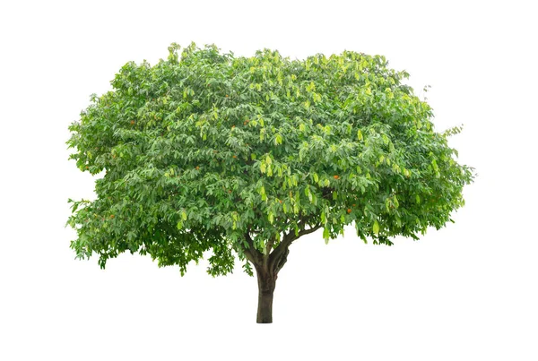 Einzelner Grüner Baum Isoliert Ein Immergrünes Blatt Pflanze Sterben Geschnitten — Stockfoto