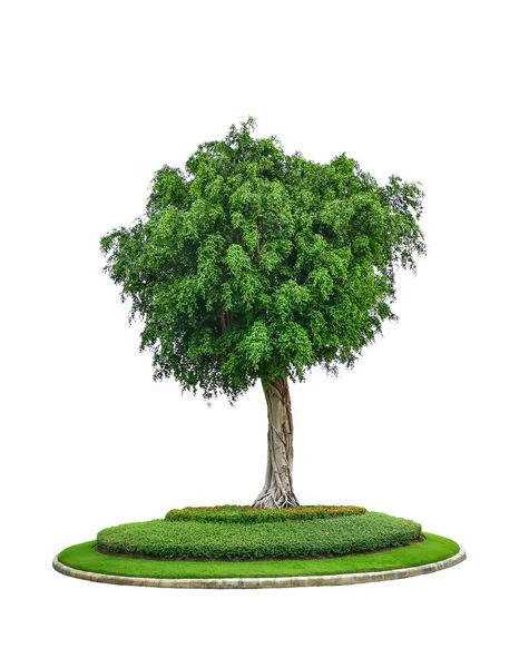 Ett Enda Grönt Träd Isolerat Vintergröna Blad Växt Skära Vit — Stockfoto