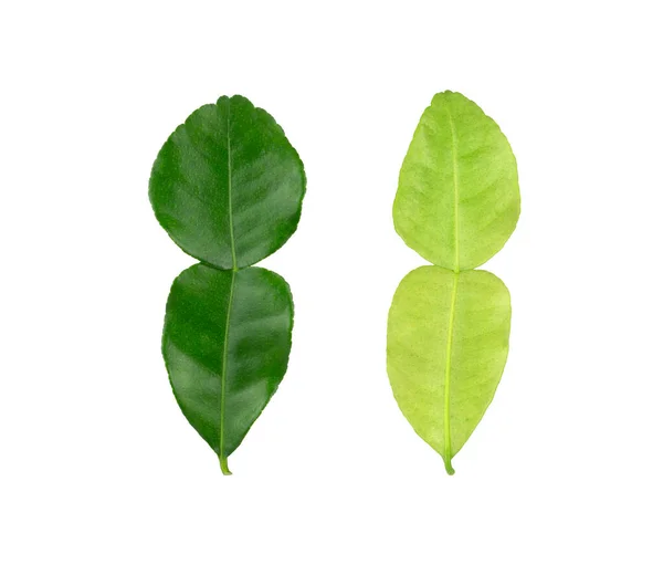 Green Kaffir Lime Leaves Plant Know Makrut Vegetable Thai Lime — Stock Photo, Image