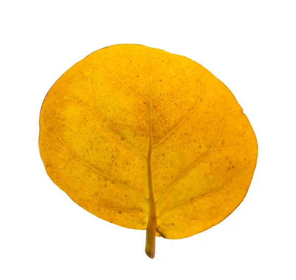 Back Side Yellow Leaves Seagrape Plant Known Seaside Grape Isolated — Stock Photo, Image