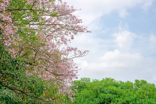 Rosa Arbusto Trompete Floração Árvore Flor Folhas Verdes Sob Nuvens — Fotografia de Stock