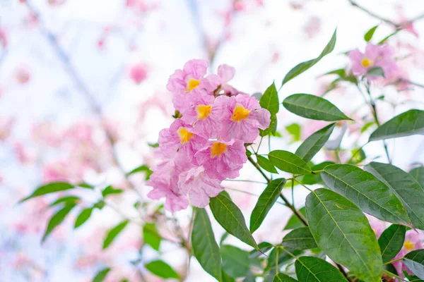 Ramo Flores Arbustos Trompeta Rosa Florecen Ramas Hojas Verdes Ramitas — Foto de Stock