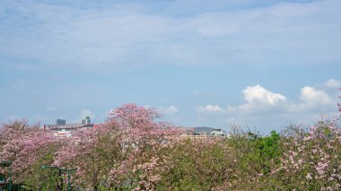 Pembe Trompet Çalı Çiçeği. Pembe Tecoma ya da Tabebuia Rosea olarak bilinir. Pembe yapraklar yeşil yapraklar üzerinde çiçek açar. 