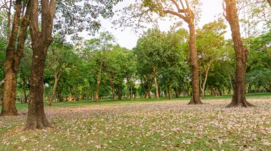 Pembe Trompet Bahçesi ya da Tabebuia Rosea Çiçeği Ağacın altındaki yeşil çimlerin bahçesine düşer Park 'ta gökyüzünün altında yeşil yapraklar