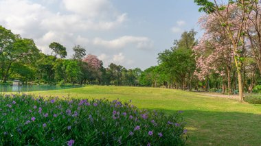 Bangkok, Tayland-7 Nisan 2019: Pembe Trompet ağacı çiçeği olarak bilinen Pembe Tecoma veya Tabebuia gülü, ilkbaharda Vachirabenjatas parkında (Rot Fai Park) çiçek açmaya başlar.