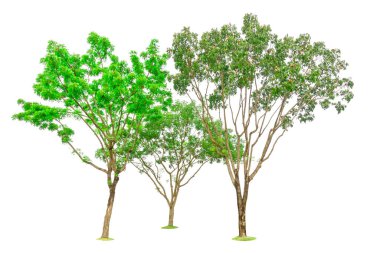 Üç ağaç izole edilmiş, bir grup geniş yapraklı maun, bilinen adıyla Sahte maun, Honduras, Büyük yaprak, kesme yolu beyaz arka planda bitkisel dikta