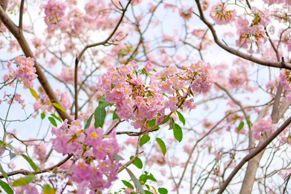 Bunch Pink Trumpet Arbusto Floração Árvore Flor Folhas Verdes Ramos — Fotografia de Stock