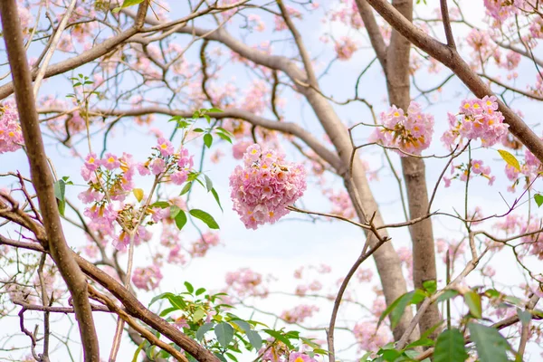 Bunch Pink Trumpet Arbusto Floração Árvore Flor Ramos Folhas Verdes — Fotografia de Stock