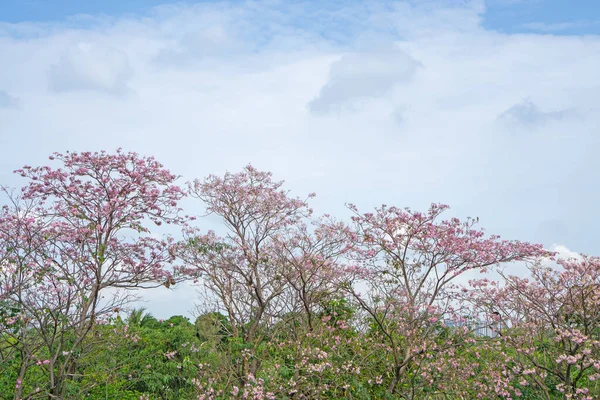Árvore Floração Arbusto Trompete Rosa Conhecida Como Rosa Tecoma Tabebuia — Fotografia de Stock
