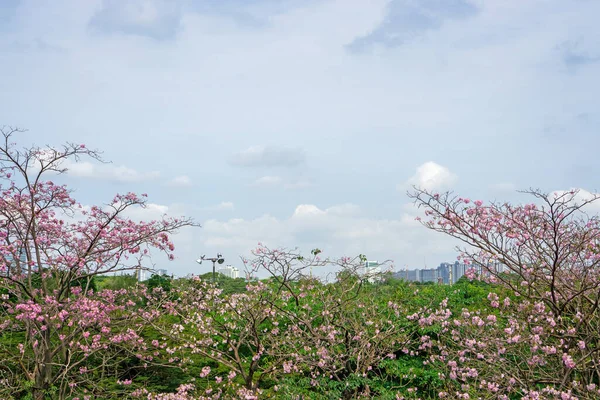 Růžové Trumpeta Keře Kvetoucí Strom Známý Jako Růžová Tecoma Nebo — Stock fotografie