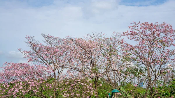 Árvore Floração Arbusto Trompete Rosa Conhecida Como Pink Tecoma Tabebuia — Fotografia de Stock