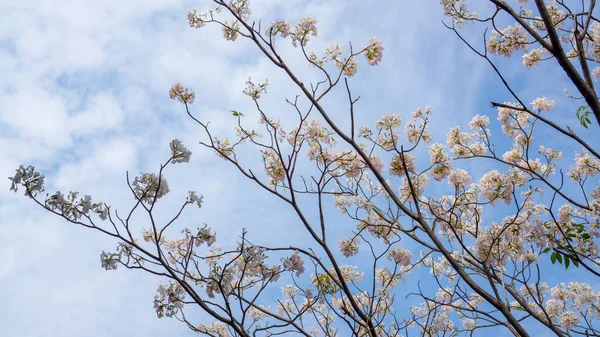 ピンクトランペット低木の白い花弁雲と青空の背景の下で緑の葉の上に花を咲かせ ピンクテクマまたはTabebuia Rosea植物として知られており 上の画像とコピースペース — ストック写真