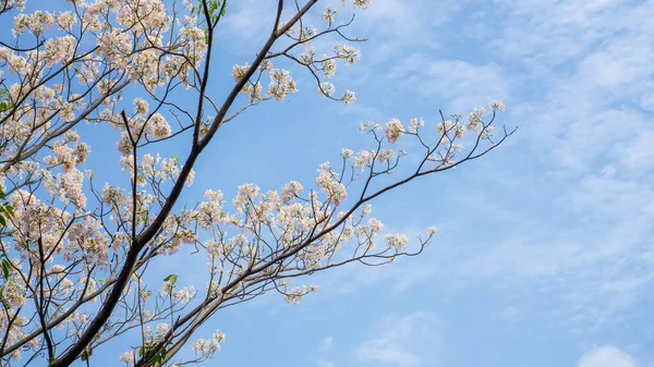 Pétalas Brancas Rosa Arbusto Trompete Floração Árvore Flor Folhas Verdes — Fotografia de Stock