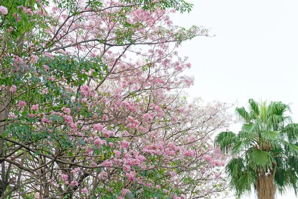 ピンク トランペット 低木雲と青空の下で緑の葉とヤシの木に花を咲かせる花 チャトゥタック公園 バンコク タイのピンク テクマまたはTabebuia Rosea Plantとして知られています — ストック写真