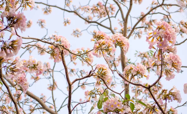 Bunch Pink Trumpet Arbusto Floração Árvore Flor Primavera Ramos Folhas — Fotografia de Stock