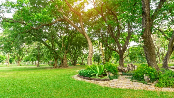 Smidig Grön Gräsmatta Bra Skötsel Underhåll Trädgård Dekorerad Med Blommande — Stockfoto