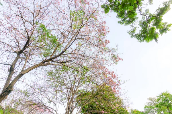 Ein Bündel Rosafarbener Trompetenstrauch Der Frühling Auf Grünen Zweigen Und — Stockfoto