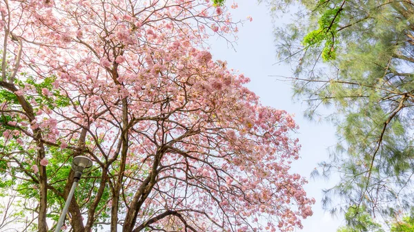 緑の葉の枝や小枝に春にピンクのトランペット低木の開花木の束 雲と青空の背景の下で ピンクテクマまたはTabebuia Rosea植物として知られています — ストック写真