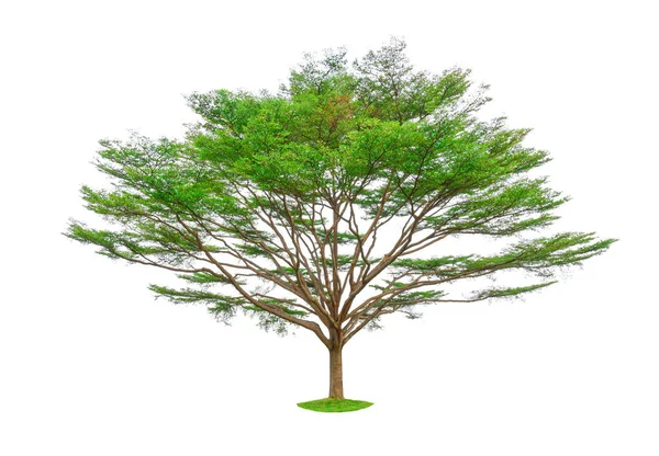 Solo Árbol Aislado Afara Negro Conocido Como Muchos Nombre Son — Foto de Stock