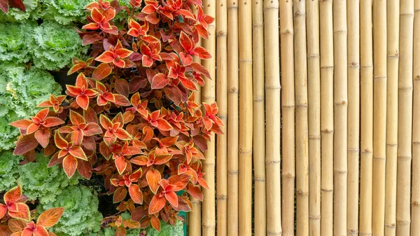 Fondo Jardín Vertical Natural Decorado Con Tronco Bambú Amarillo Col —  Fotos de Stock