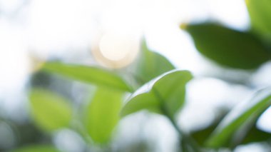 Doğal yeşillik taze yeşil yapraklar bulanık turuncu ve beyaz ışık arkaplanı altında, Bokeh doğa bitki arka planı konsepti ve kopya alanı olan duvar kağıdı