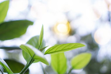 Doğal yeşillik taze yeşil yapraklar bulanık turuncu ve beyaz yumuşak ışık arkaplanı altında, bokeh doğa bitki arka planı konsepti ve fotokopi alanı olan duvar kağıdı