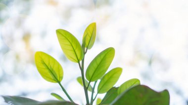 Doğal yeşillik taze yeşil yapraklar bulanık turuncu ve beyaz yumuşak ışık arkaplanı t, Bokeh doğa bitki arka planı konsepti ve fotokopi alanı olan duvar kağıdı