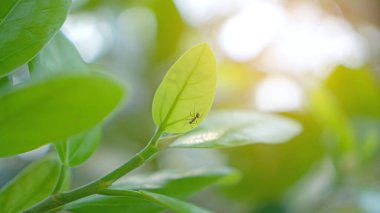 Doğal yeşillik turuncu ışık altında bulanık yeşil yapraklar, bokeh doğa arka planı kavramı ve kopya alanı olan duvar kağıdı.