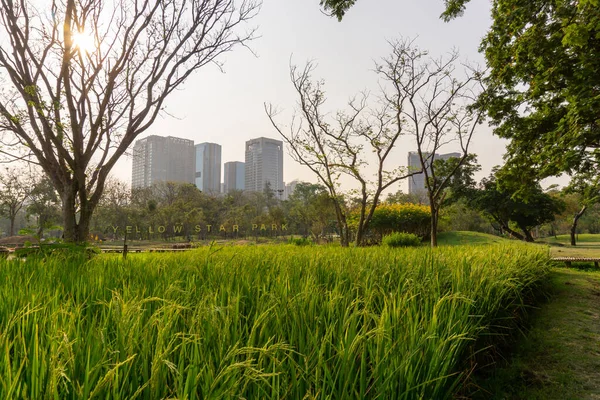Bangkok Thailand Februari 2020 Grönsaksrisplantering Växer Omställningsexperiment Lantbruk Plantage Fält — Stockfoto