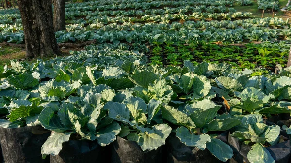 Plantation Vegetable Field White Cabbage Know Common Cabbage Garden Green — Stock Photo, Image