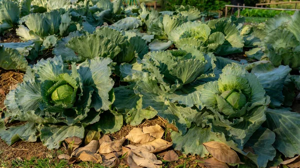 Plantation Vegetable Field White Cabbage Know Common Cabbage Garden Green — Stock Photo, Image