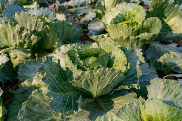 Plantation Vegetable Field White Cabbage Know Common Cabbage Garden Green — Stock Photo, Image