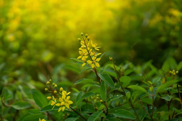 Krzewy Żółtych Płatków Kwiatów Złotego Prysznica Kwitną Zielonych Żółtych Niewyraźnych — Zdjęcie stockowe
