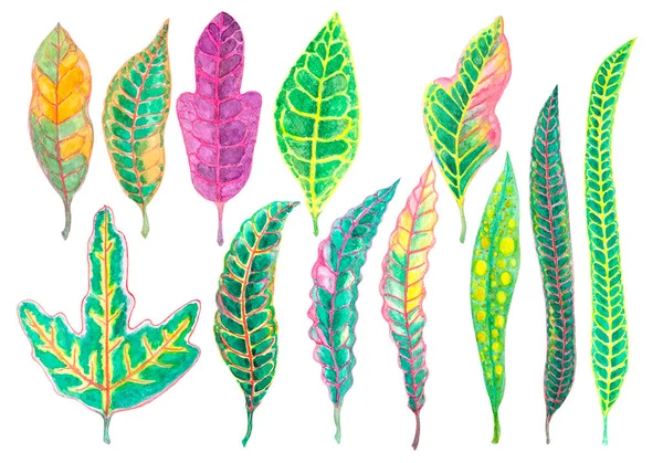 Aquarel Hand Schilderen Illustratie Kleurrijke Bladeren Van Croton Plant Collecties — Stockfoto