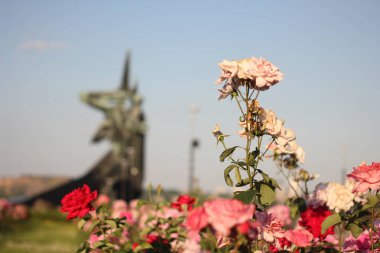 Görüntü arka plan olarak bir gül asker Memorial Park ile yakından
