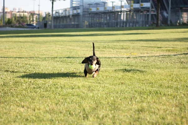 Small Cute Dachshund Running Happy Big Urban Lawn Yellow Ball — Stock Photo, Image