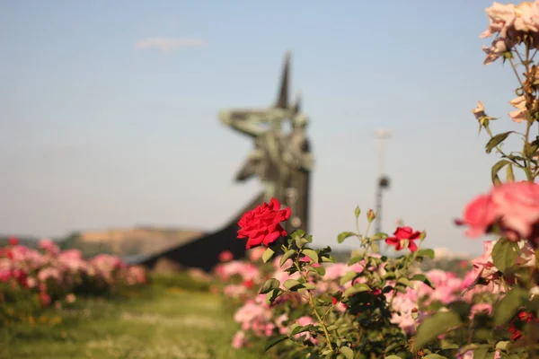 上バラはぼかし背景として公園で兵士記念碑とビューを閉じる — ストック写真