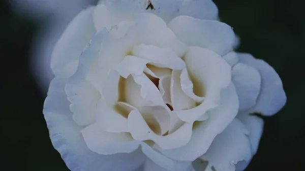 Close up of white rose petals. Selective focus. Flowers background — Stock Photo, Image