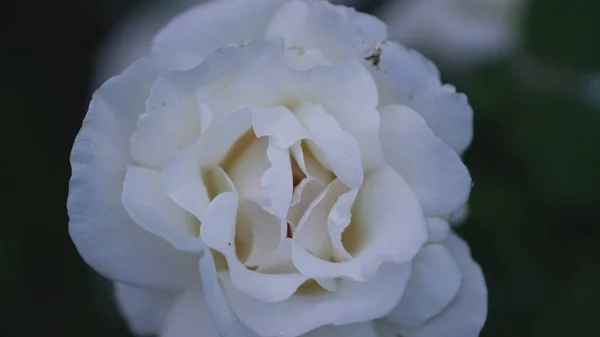 Perto de pétalas de rosa brancas. Foco seletivo. Fundo de flores — Fotografia de Stock